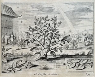 Le camellia - na "China" de Athanase Kircher (ou Athanasius Kircheri)
