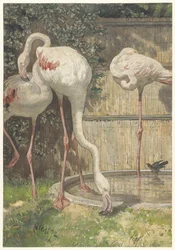 Três flamingos perto de uma bacia