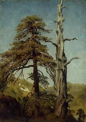 Estudo de Árvores