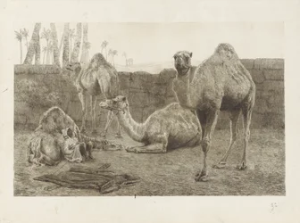 Camelos