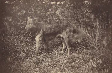 Estudo de um cão, final da década de 1870.