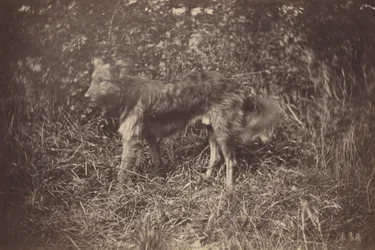 Estudo de um cão, finais da década de 1870 (foto)