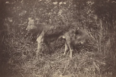 Estudo de um cão