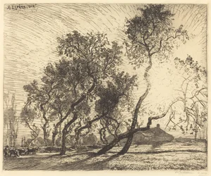 Fazenda de álamo da Holanda