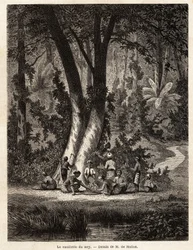 A colheita de Syri, ou betel, cuja folha revestida de cal é essencial para a produção de Chic local. Desenho de M. de Molins, para ilustrar a sua viagem a Java
