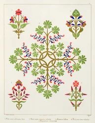 Projeto do papel de parede do motivo de Rosa, impresso por M. und N. Hanhart