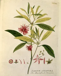 Botânico: "Anise star" (Illicium anisatum) Placa retirada de "Medicinalium secundum Linnaei digestarum" de Joseph Jacobi Plenck (1735-1807) 1788-1803 Coleção particular
