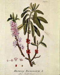 Botânica: "Bois-joli" (Bois joli) (ou Bois-gentil, Bois gentile) (Daphne mezereum) Prancha extraída de "Medicinalium secundum Linnaei digestarum" de Joseph Jacobi Plenck (1735-1807) 1788-1803 Coleção particular
