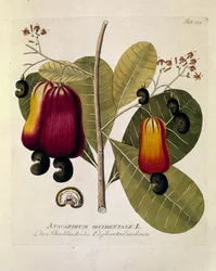 Botânica: "Castanha de caju" (Anacardium ocidental) Placa extraída de "Medicinalium secundum Linnaei digestarum" de Joseph Jacobi Plenck (1735-1807) 1788-1803 Coleção particular