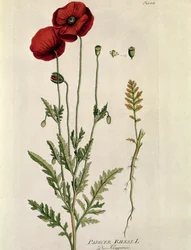 Botânica: "Papoila vermelha" (Papaver rhaeas) Placa extraída de "Medicinalium secundum Linnaei Digestarumó" de Joseph Jacobi Plenck (1735-1807) 1788-1803 Coleção particular