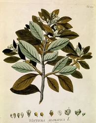 Botânica: "Casca de inverno" (Wintera aromatica) Prancha extraída de "Medicinalium secundum Linnaei digestarum" de Joseph Jacobi Plenck (1735-1807) 1788-1803 Coleção particular