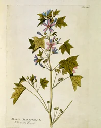 Botânico: "grande roxo" (Malva sylvestris) Placa retirada de "Medicinalium secundum Linnaei digestarum" de Joseph Jacobi Plenck (1735-1807) 1788-1803 Coleção privada