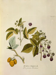 Botânica: "framboesa" (Rubus idaeus) Prancha extraída de "Medicinalium secundum Linnaei digestarum" de Joseph Jacobi Plenck (1735-1807) 1788-1803 Coleção particular