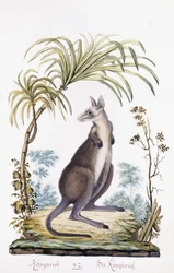 Canguru, 1794