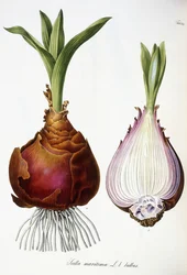 Scilla maritima