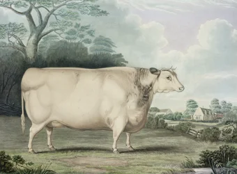 Vaca Privilegiada Curta de Habertoft, gravada por C. Hunt, 1842 (gravura colorida)