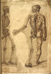 Add. 5259, f.19, Esqueleto humano e meia-figura, de 