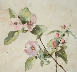 Ramos de flores cor-de-rosa (aguarela sobre papel)