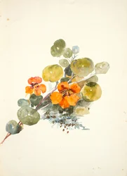 Nasturtiums (aguarela sobre papel tecido)