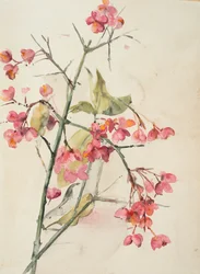 Flores de cor rosa (aguarela sobre papel)