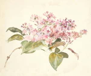 Flores de cor rosa (aguarela sobre papel tecido)