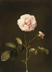 Uma rosa Gallica com um zangão,