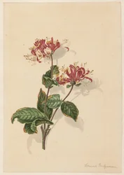 Ramo de madressilva selvagem (Lonicera periclymenum)