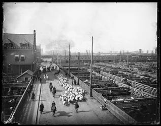 Union Stock Yards., Chicago, Illinois, EUA, c.1910 (foto a p/b)