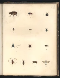 Besouros e vespas, est. XXII, ilustração de «Colecção de observações de zoologia e anatomia comparada, feitas no oceano Atlântico, no interior do novo continente e no Mar do Sul pend»