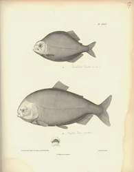 Characidae, prancha XLVII, gravura em aço de Coutant a partir de uma gravura de Nicola Huet (1770-1827), ilustração de «Recueil d