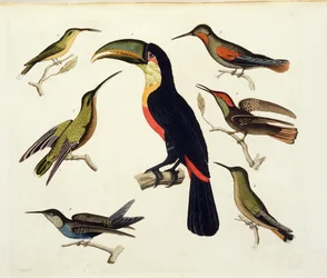 Pássaros nativos, incluindo o tucano (centro), Amazonas, Brasil, de &39;Le Costume Ancien et Moderne&39;, Volume II, placa 42, por Jules Ferrario, gravado por V. Raineri, publicado c.1820s-30s