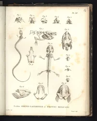 Sceleta Strenis Lacertinae et Protei Mexicani, prancha XIV, osteologia da sirenomelia e do axolote