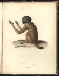 Simia melanocephala, prancha XXIX, gravura em aço de Louis Bouquet (1765-1814) a partir de uma gravura de Nicola Huet (1770-1827), ilustração de Recueil d
