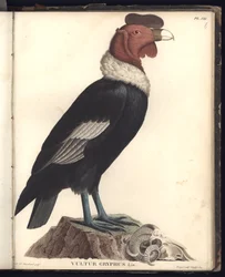 O condor macho (Vultur gryphus, LIN.), pr. VIII, ilustração de «Observações de zoologia e anatomia comparada recolhidas numa viagem aos países tropicais do novo continente, i»