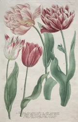 Tulipas