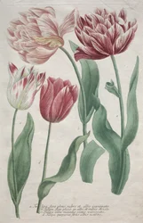 Tulipas.