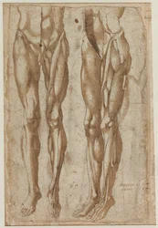Dois estudos de um homem esfolado com reto Estudo de um torso esfolado verso, 1554.