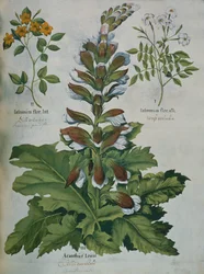 Uma folha de Hortus Eystettensis de Besler (gravura colorida)