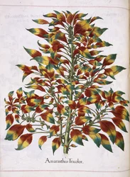 Amaranthus Tricolor, de 