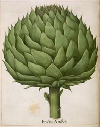 Alcachofra, de 