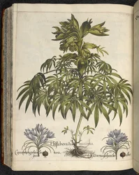 Helleborus, ilustração de 