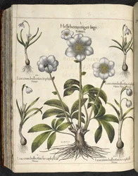 Helleborus niger, Ilustração de 
