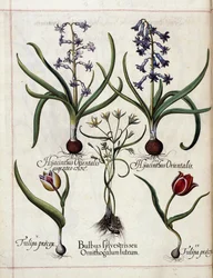 Jacinto e tulipa, de 