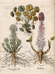 Petasitas, de 