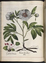 Placa 106: Cyclamen Vernum, Paonia Mas flore albo, de Hortus Eystettensis, de Basilius Besler