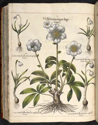 Prancha 29: Helleborus niger, Hortus Eystettensis, Basilius Besler