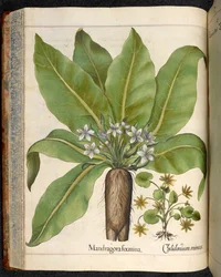 Placa 29: Mandragora femina (Mandrake), de Hortus Eystettensis, de Basilius Besler