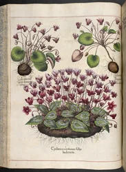 Placa 348: Ciclame: Hortus Eystettensis, ... Basilius Besler, 1613