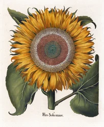 O Girassol Comum, Flos Solis Maior