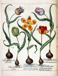 Tulipa, de 